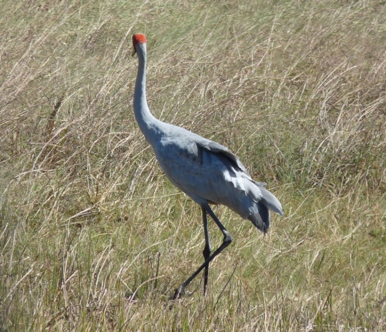 Brolga